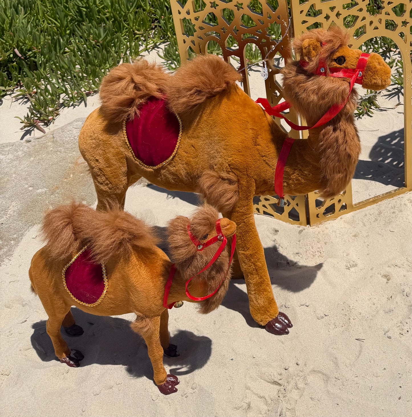 Small camel